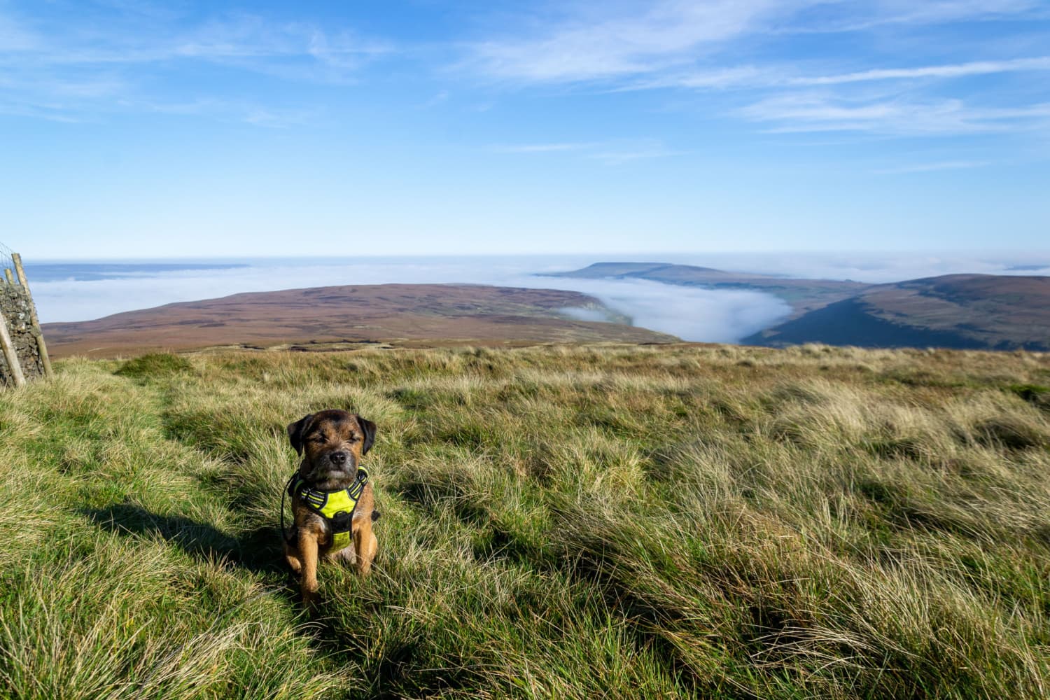 Best Dog Walks in the UK: Yorkshireβs Port Mulgrave Shines on Top 5 List