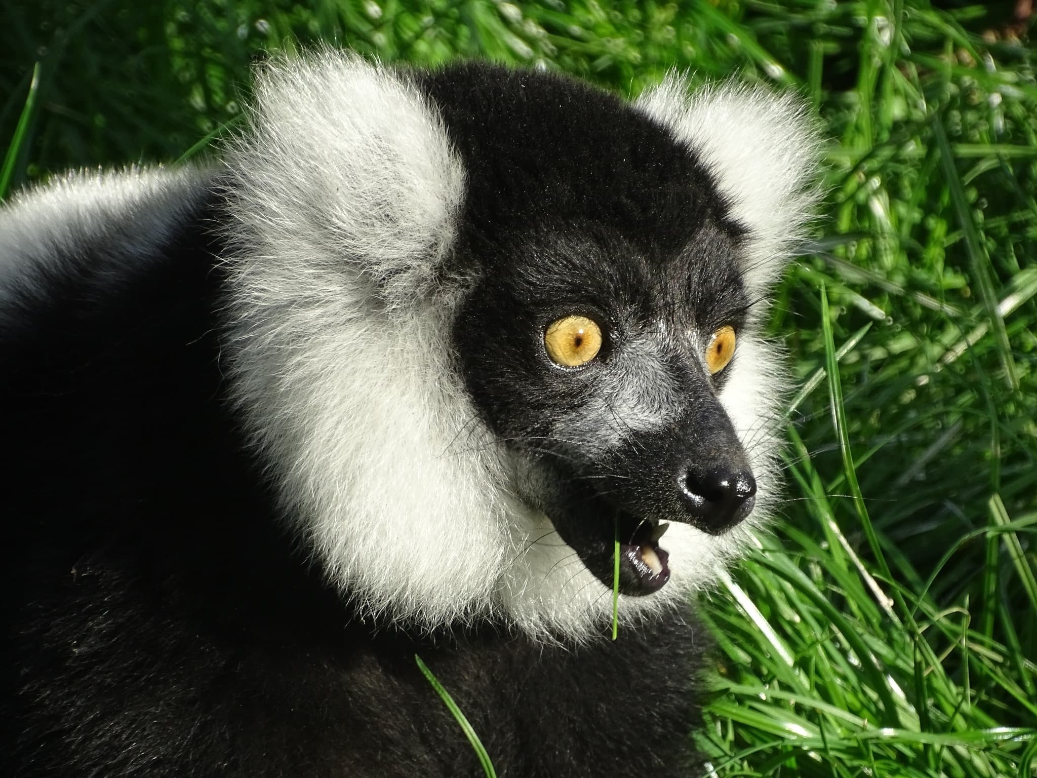 Lush garden with colorful flowers, greenery, and a stone fountain under a blue sky at Filey Bird Garden & Animal Park.