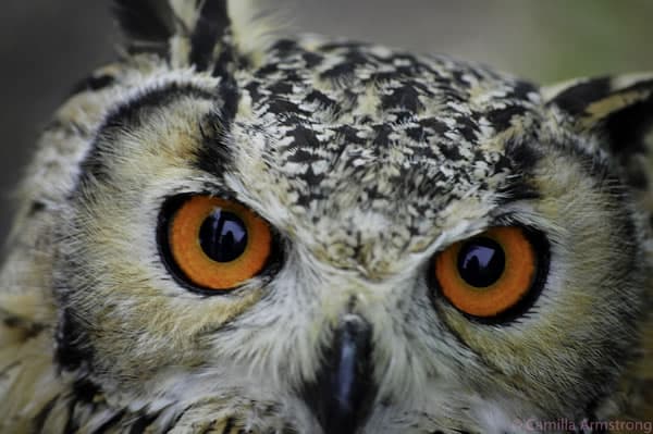 Owl Adventures - Attraction in ripon