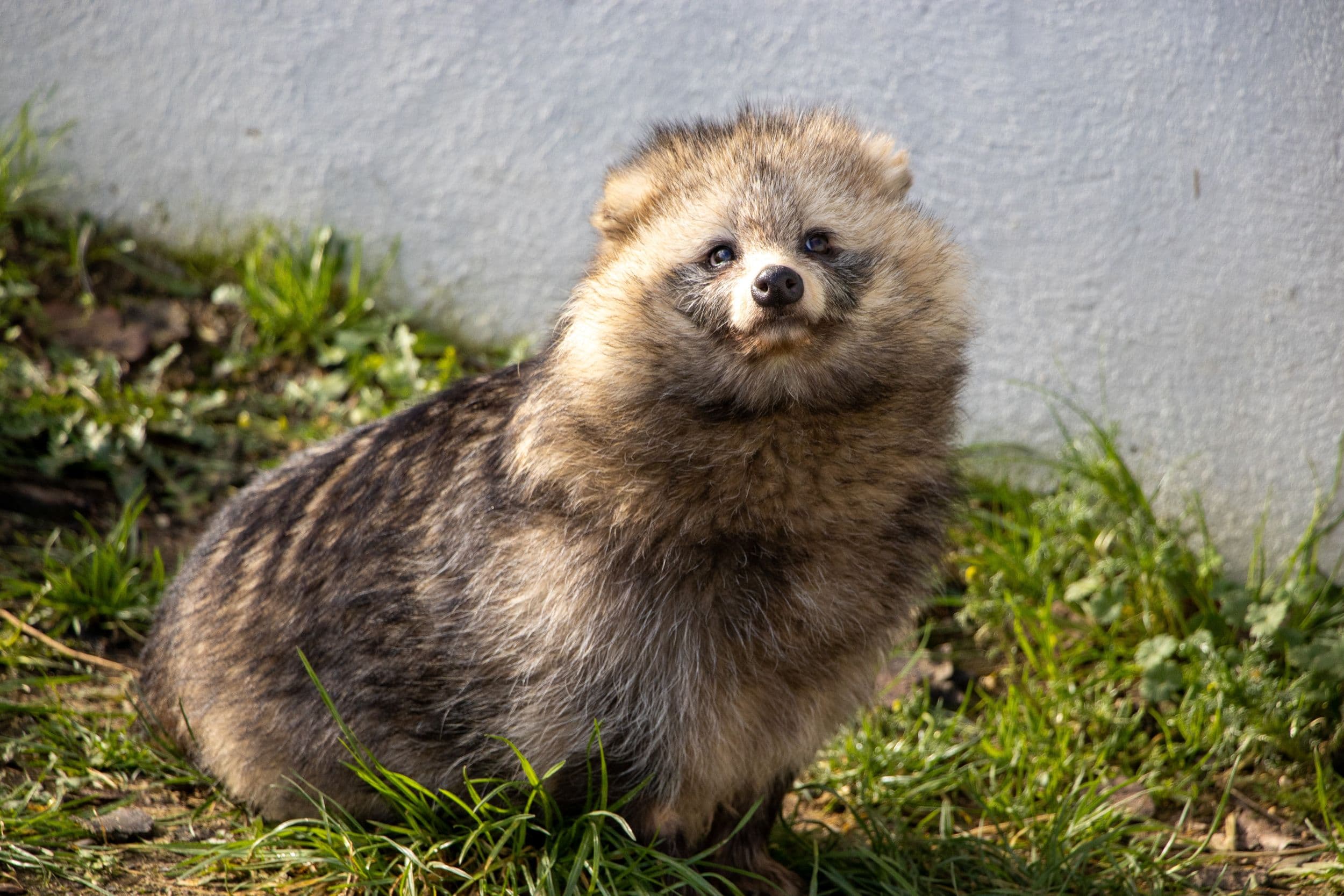 Fluffy raccoon dog sitting on grass against a white wall