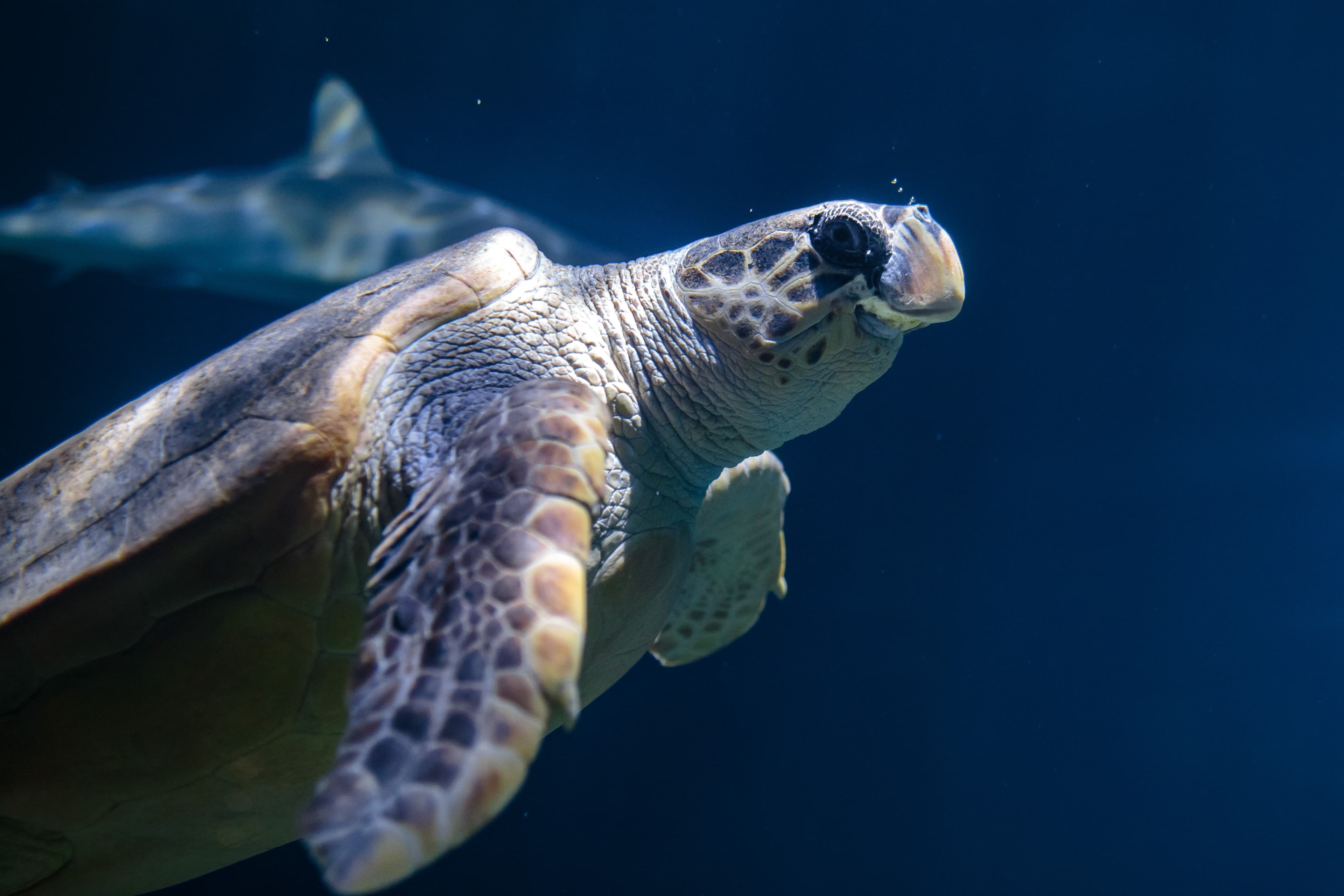 Sea turtle swimming gracefully in deep blue water