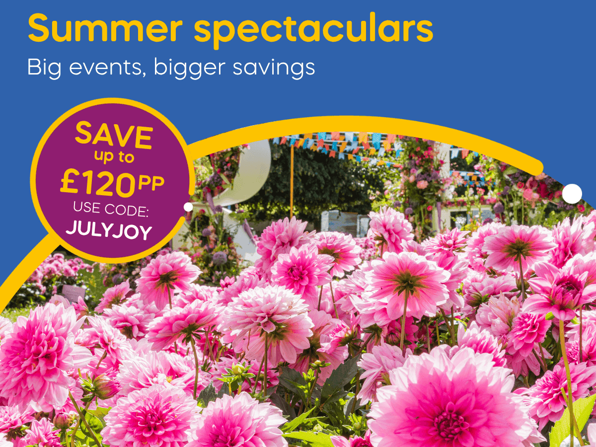 Vibrant pink dahlias in a garden with colorful bunting