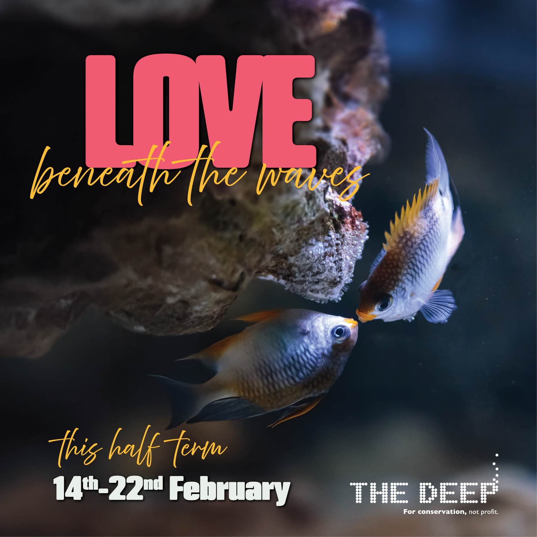 Two colorful fish swimming near coral in an aquarium