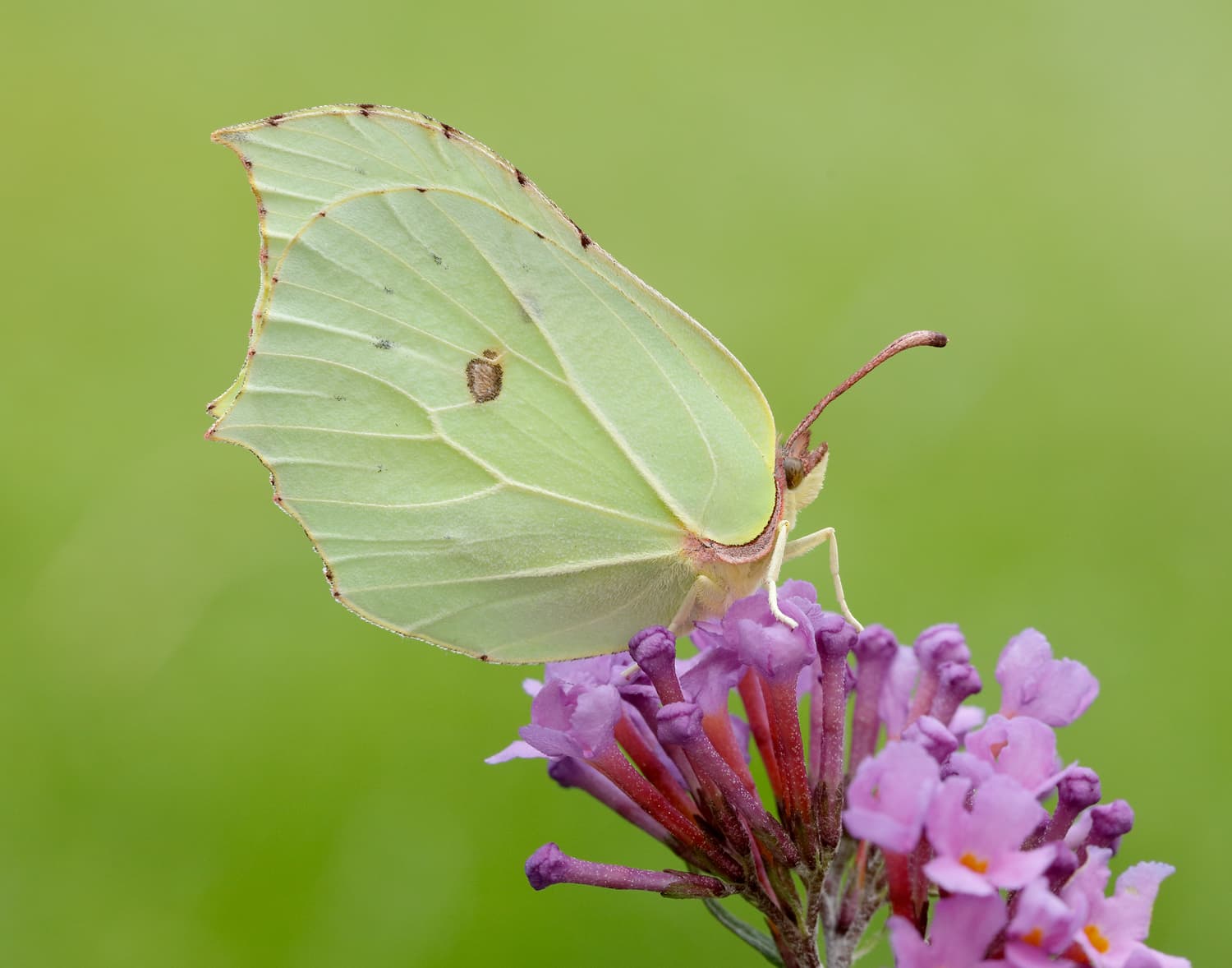 Brimstone butterfly perched on purple buddleia flower