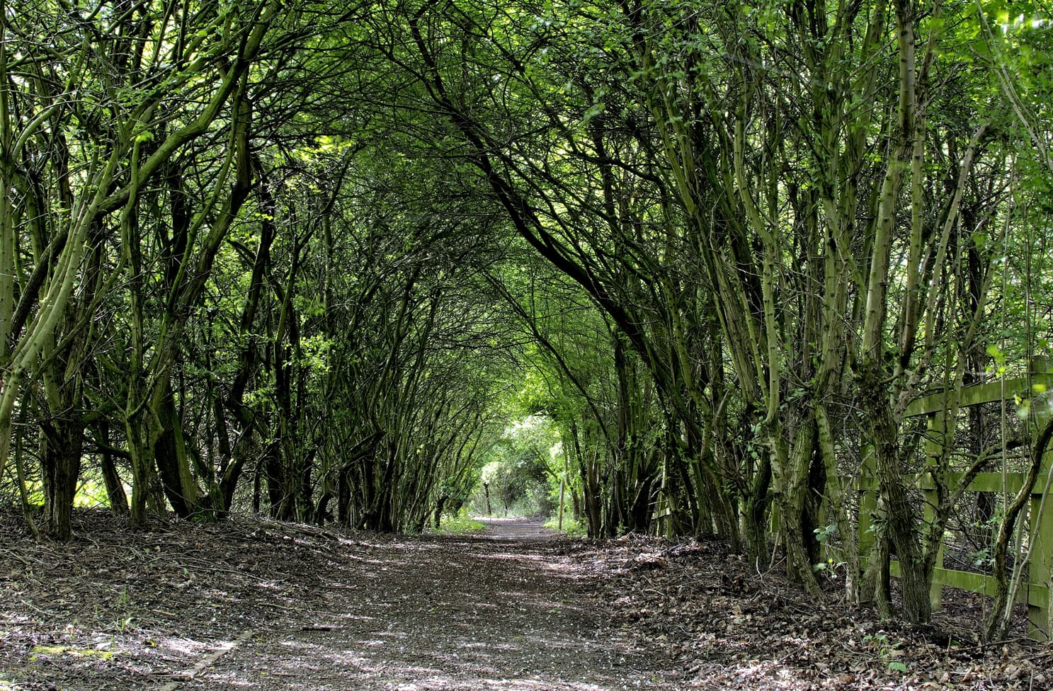 Potteric Carr Nature Reserve Walk