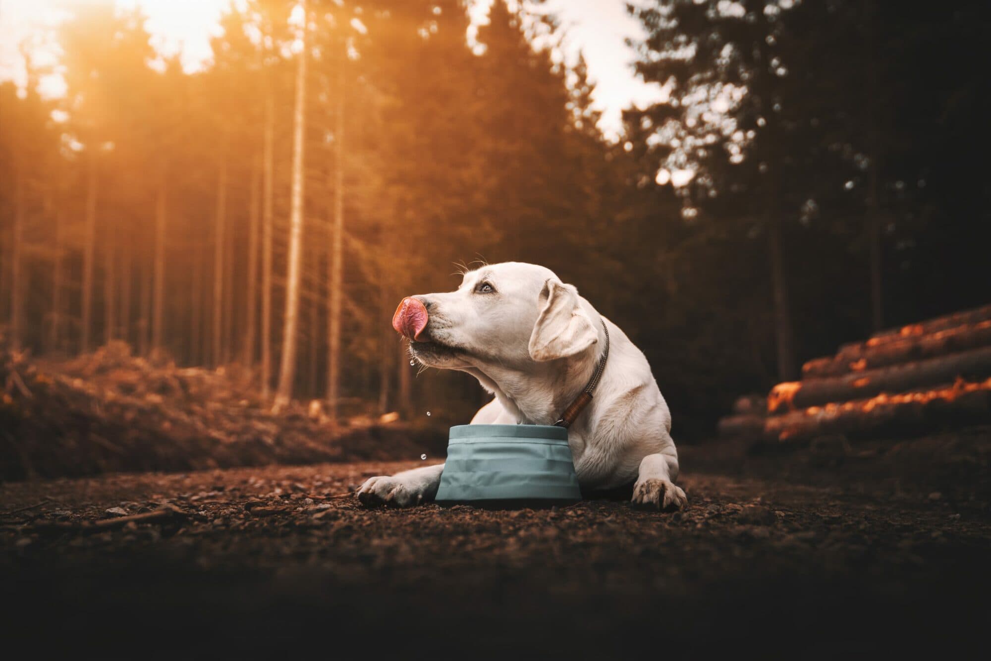 10 dog-friendly Yorkshire walks for foodies