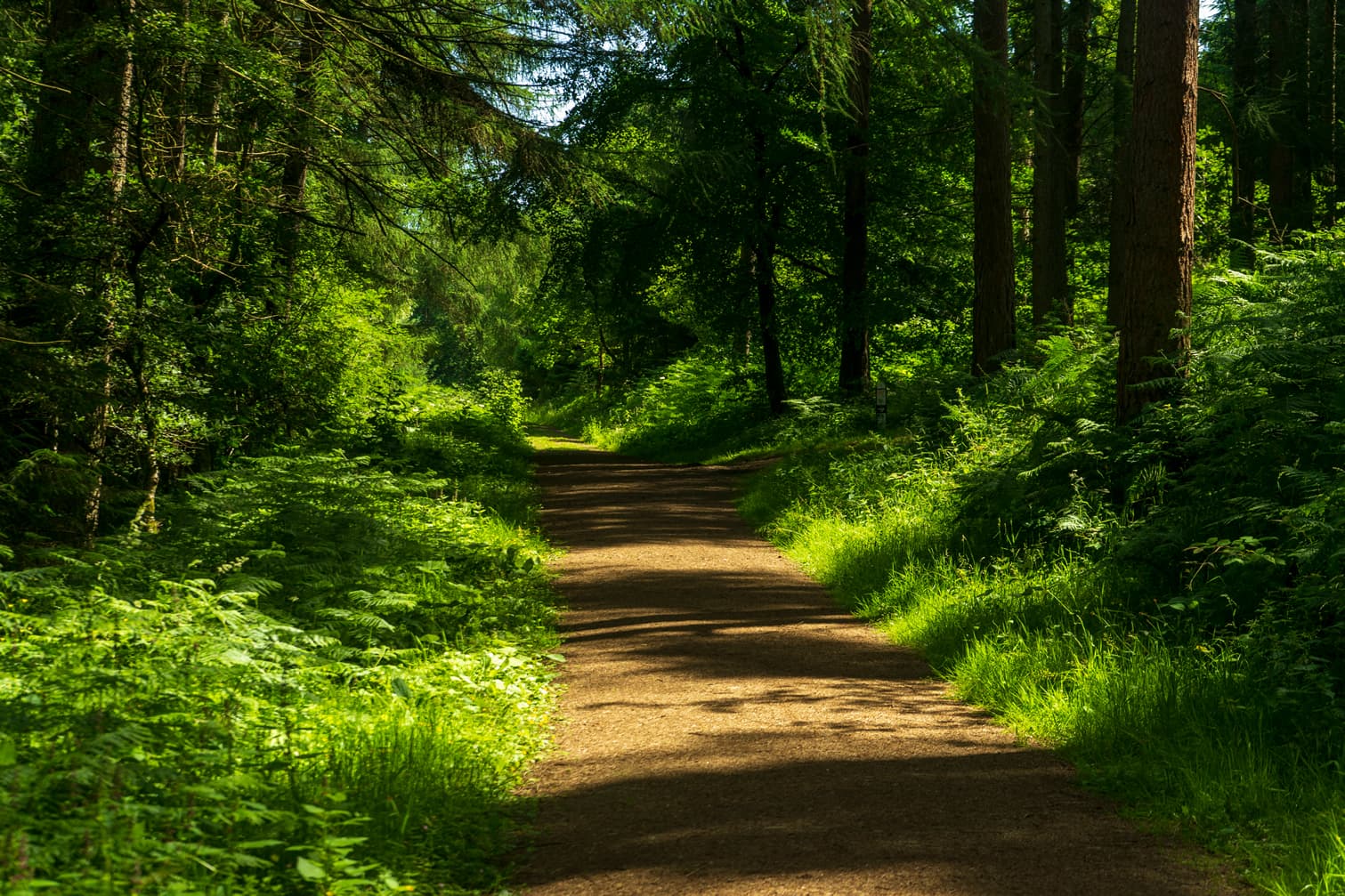 Walk: Dalby Forest