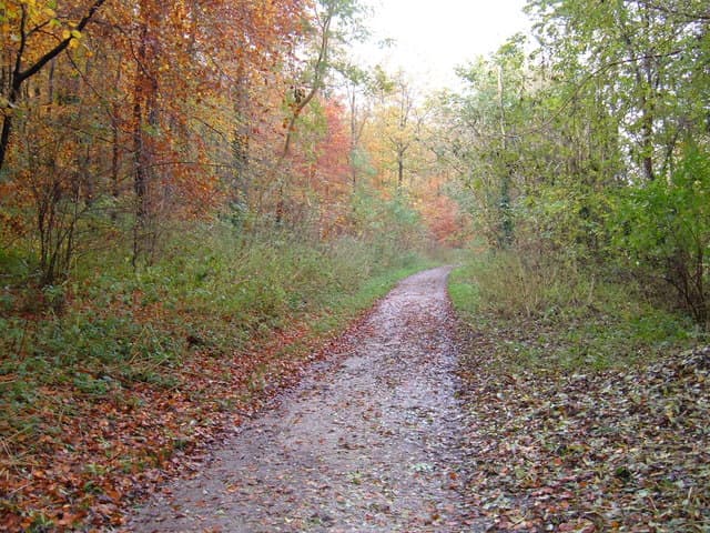 Walk: Millington Woods