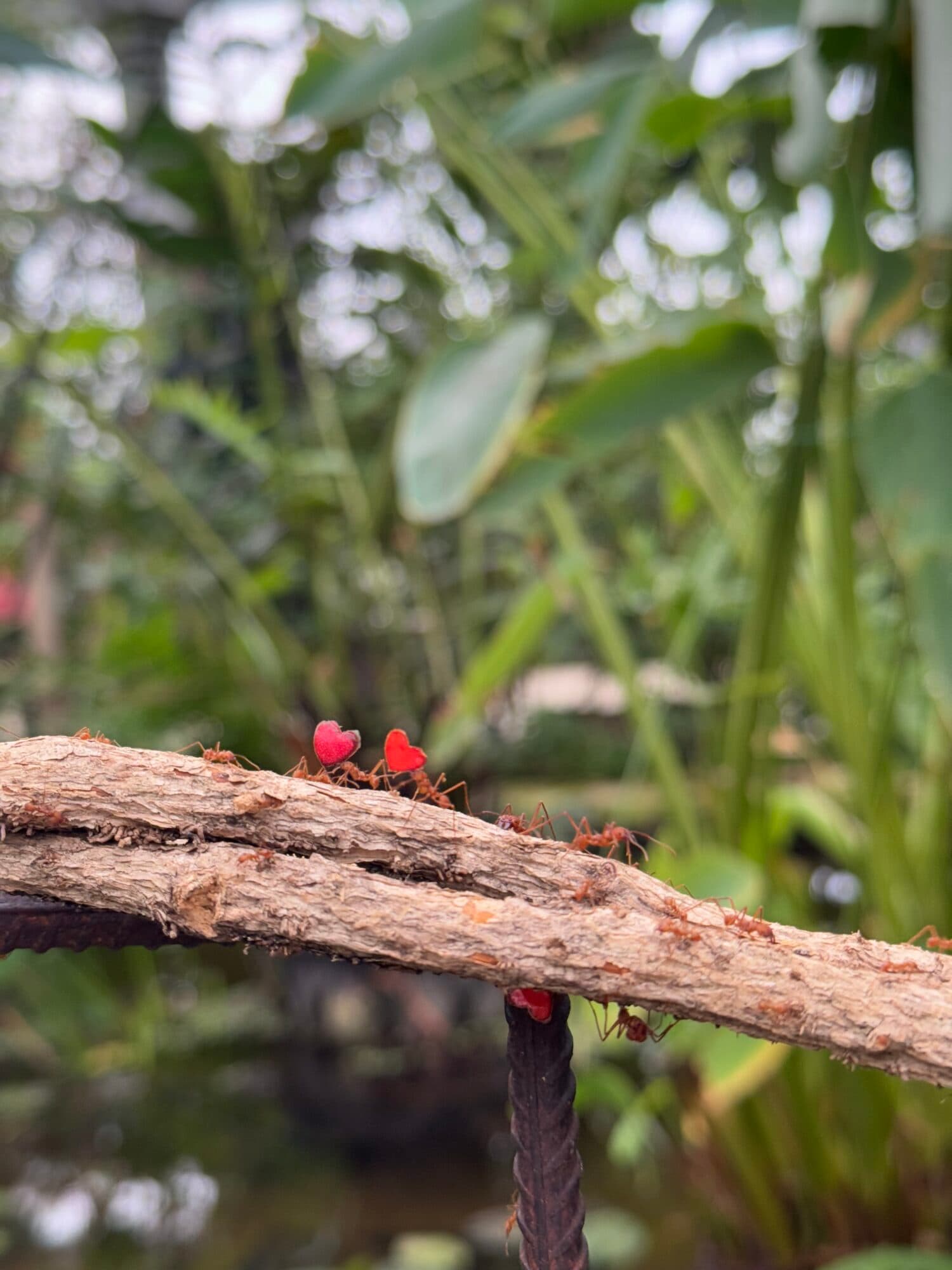 leaf cutter ants
