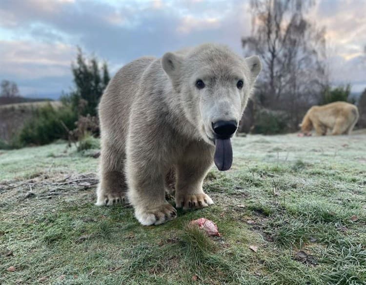 Brodie the polar bear