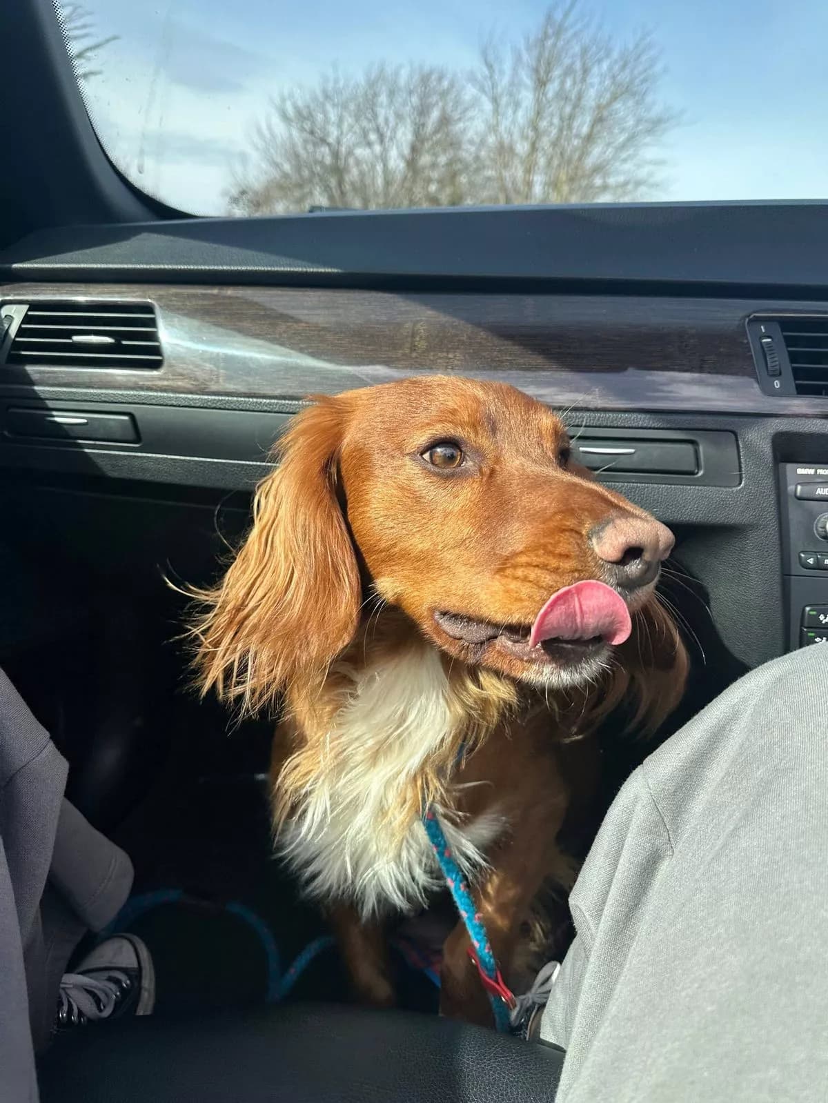 The Yorkshire Electrician With A Paw Fect Cocker Spaniel Assistant Named Koda?