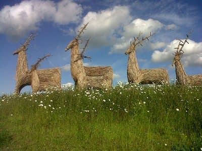 Wolds Way Lavender - Attraction in west knapton