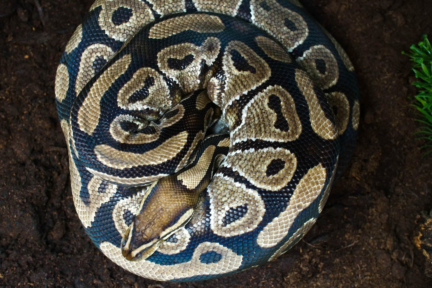 |||