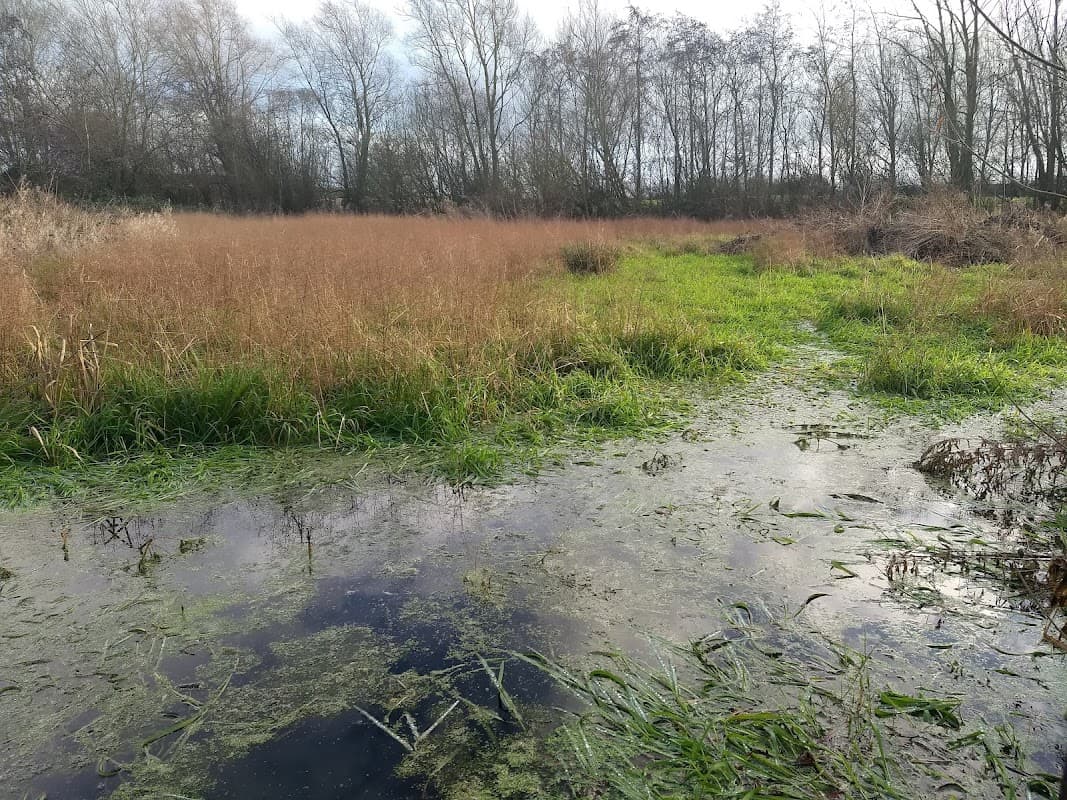 Lush wetlands with tall grasses and reeds, reflecting trees under a cloudy sky at Goosemoor Nature Reserve.
