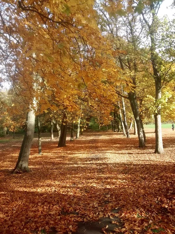 Autumn trees with golden leaves line a path covered in fallen leaves at Royds Park, Liversedge.