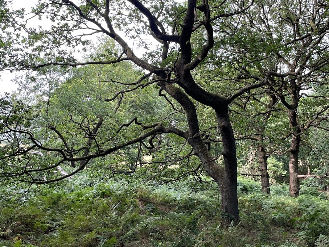 Gregory Spring - Park in mirfield
