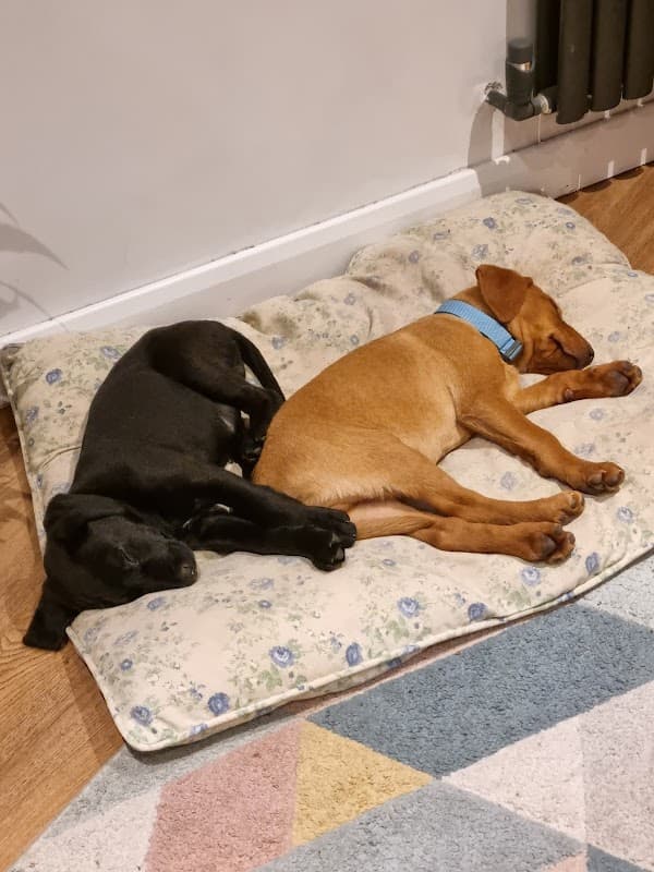 Cross Green Veterinary Centre - Vets in otley