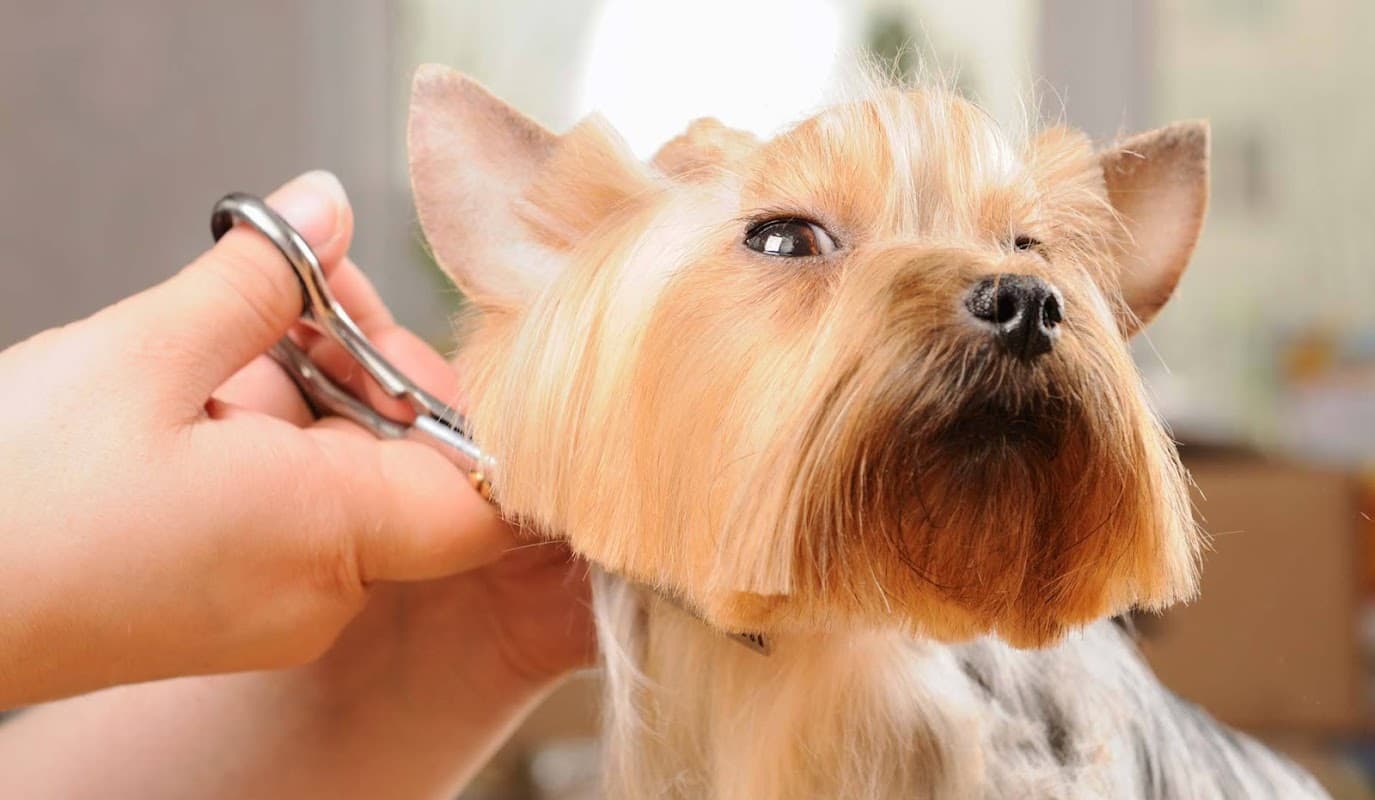 Pride And Groom - Pet Shops in penistone