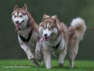 Pesky Husky Trekking - Activity in staintondale