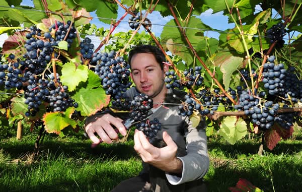 Ryedale Vineyards - Farm Shop in leavening north yorkshire