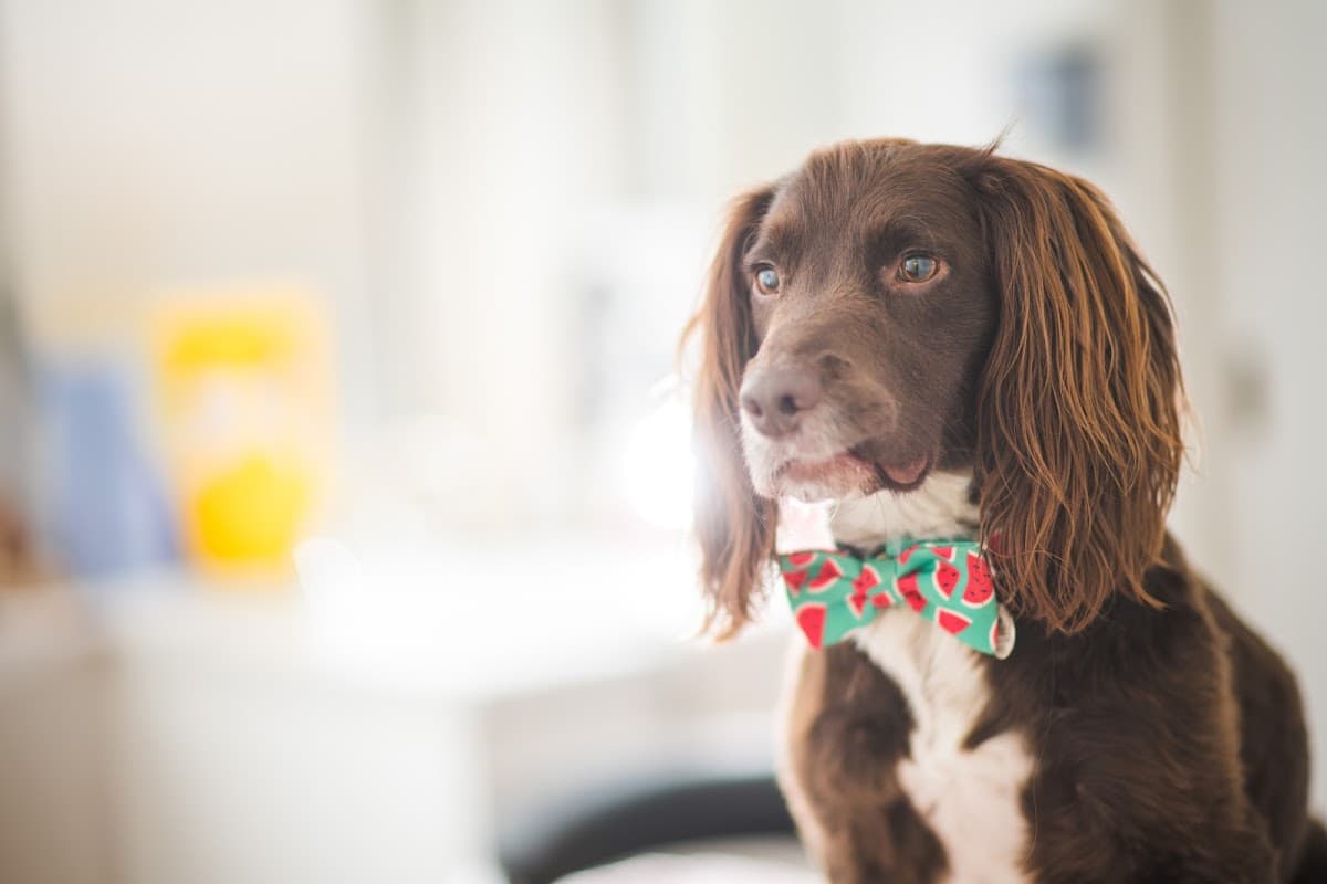 Copeland Veterinary Surgeons - Vets in thornaby