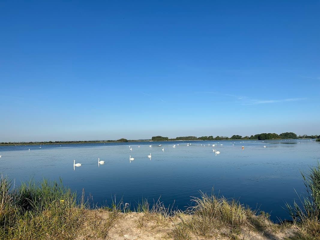 Serene lake scene with swans gliding on the water, surrounded by lush greenery under a clear blue sky.