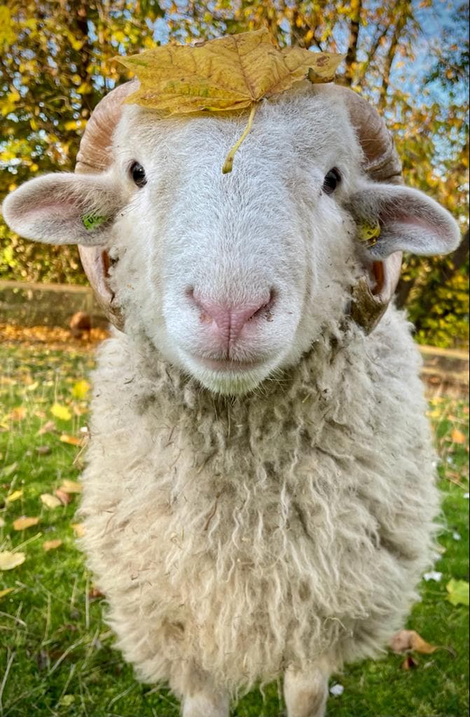Heeley City Farm Image 2