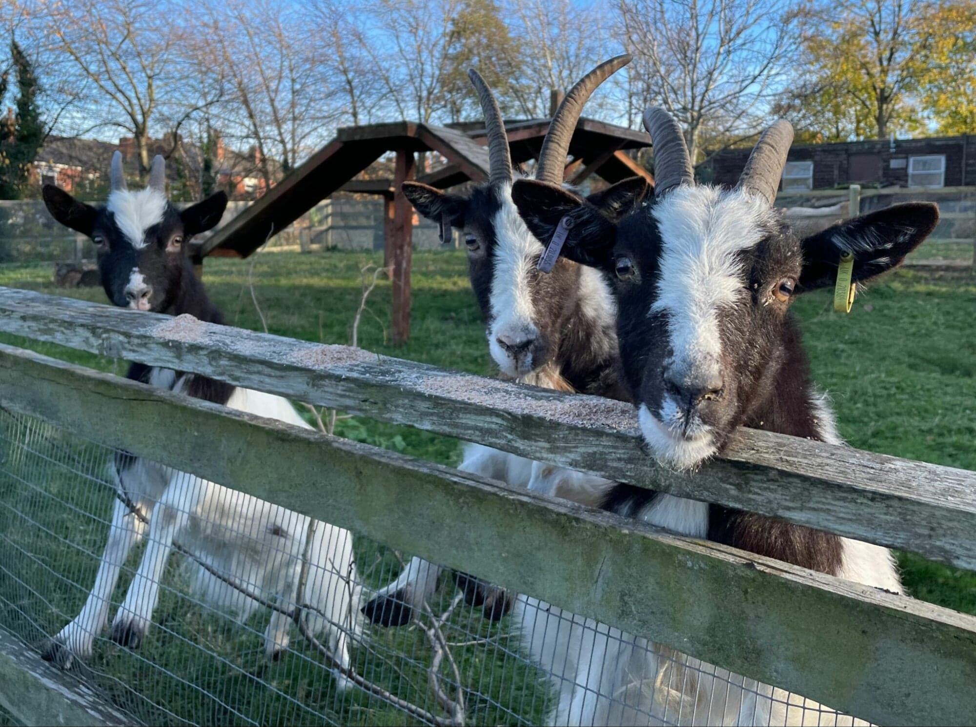 Heeley City Farm Image 4