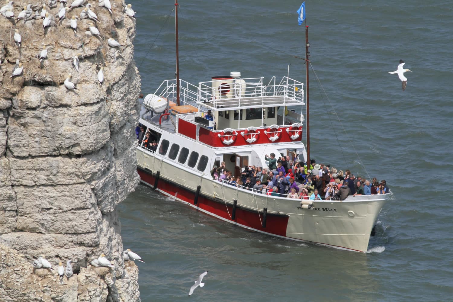 RSPB Bempton Cliffs Image 1