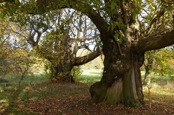 Visit The Yorkshire Arboretum Image 3