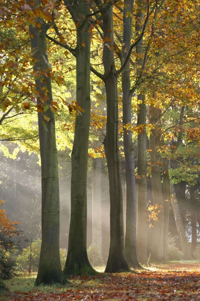 Thorp Perrow Arboretum Image 3