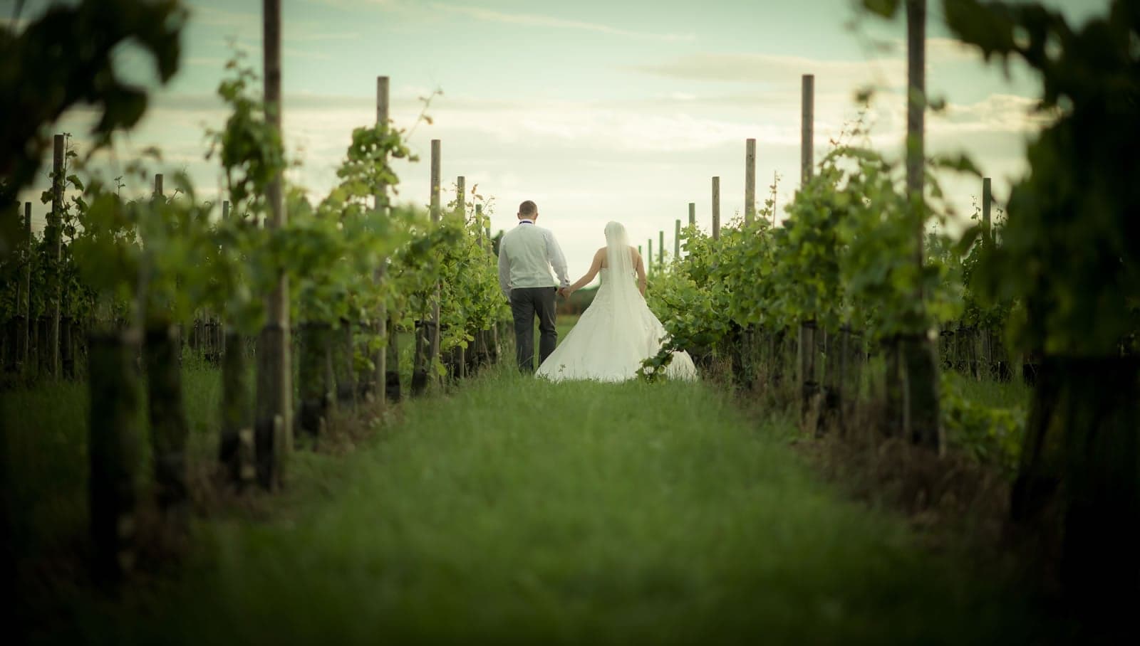 Yorkshire Heart Vineyard Image 1