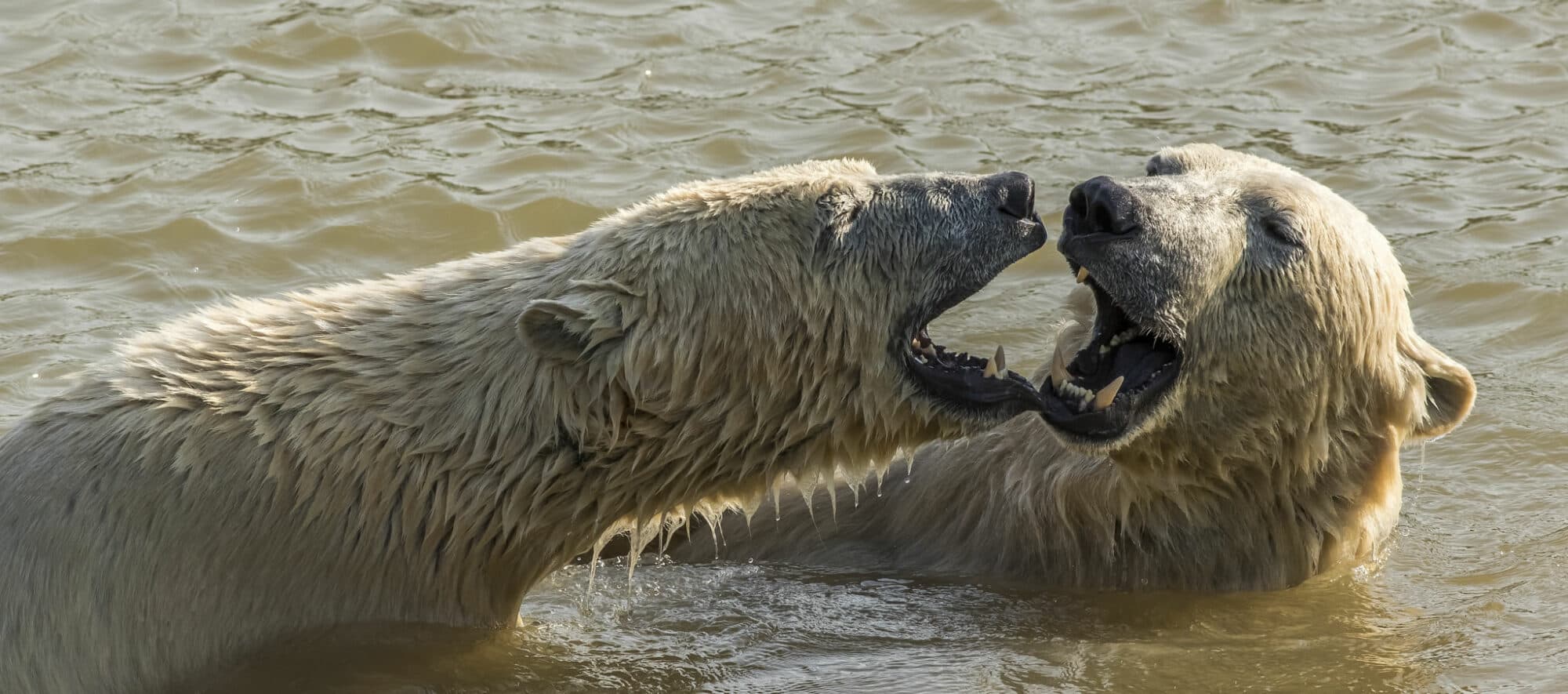Visit Yorkshire Wildlife Park In Doncaster Image 12