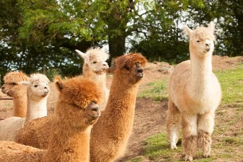 The Llama Hut Image 2