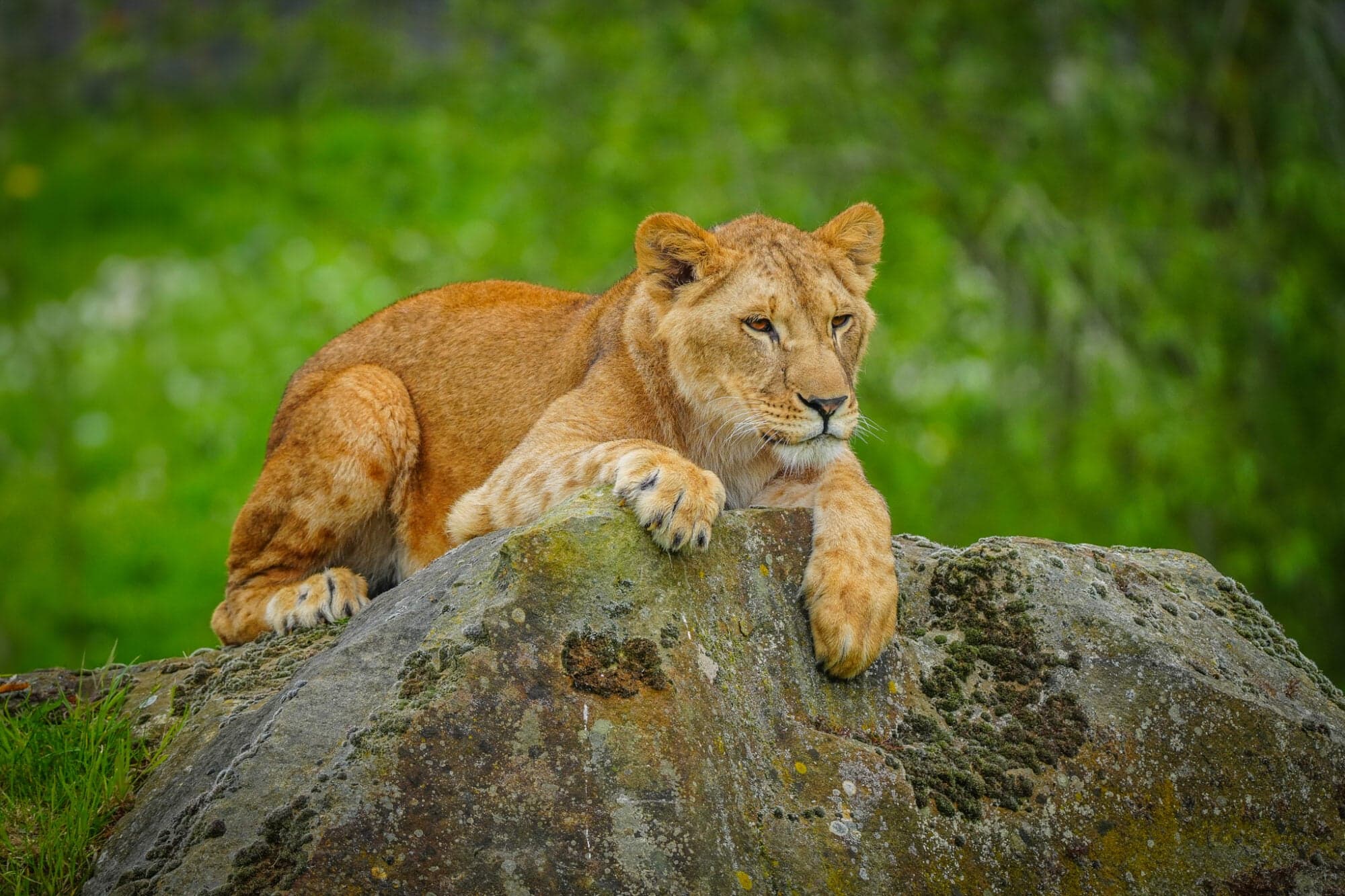 Visit Yorkshire Wildlife Park In Doncaster Image 2