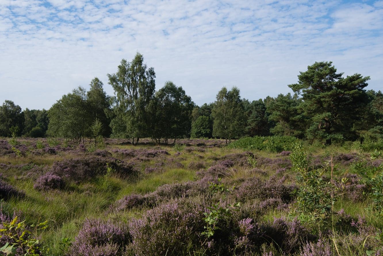 Walk: Allerthorpe Common and Waplington