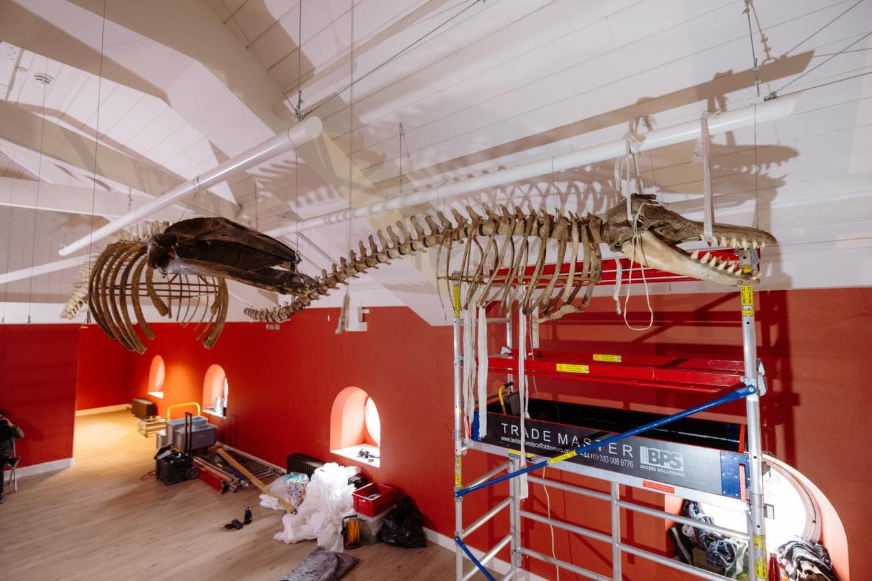 whale skeletons