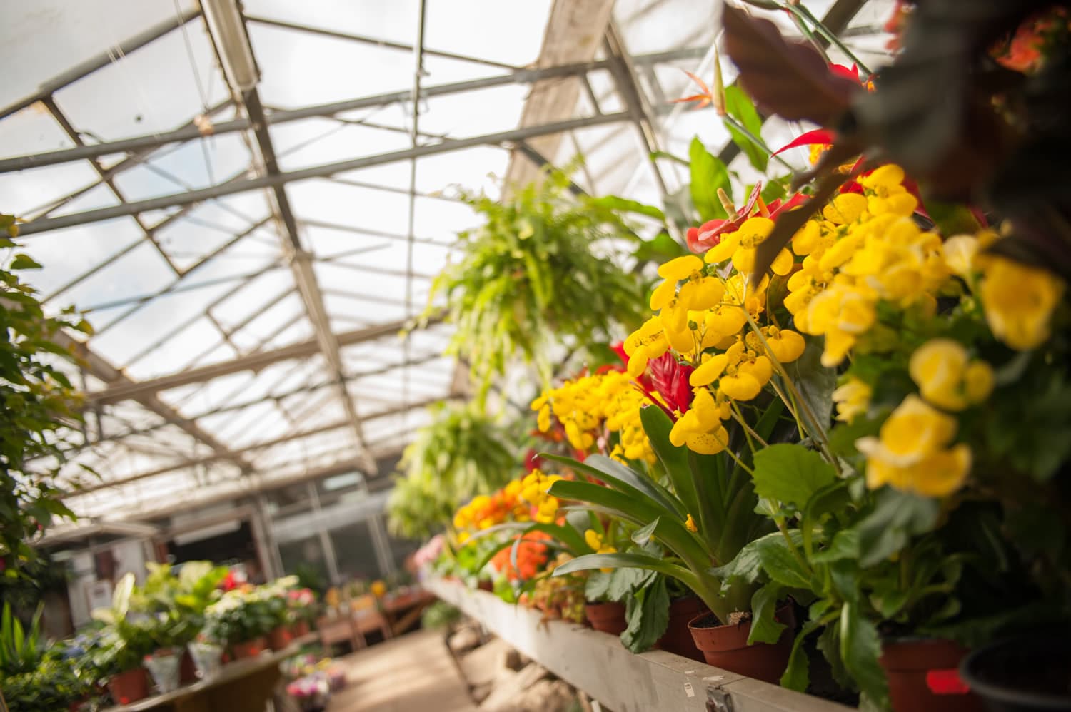 Visit Walkers Nurseries - Park in austerfield