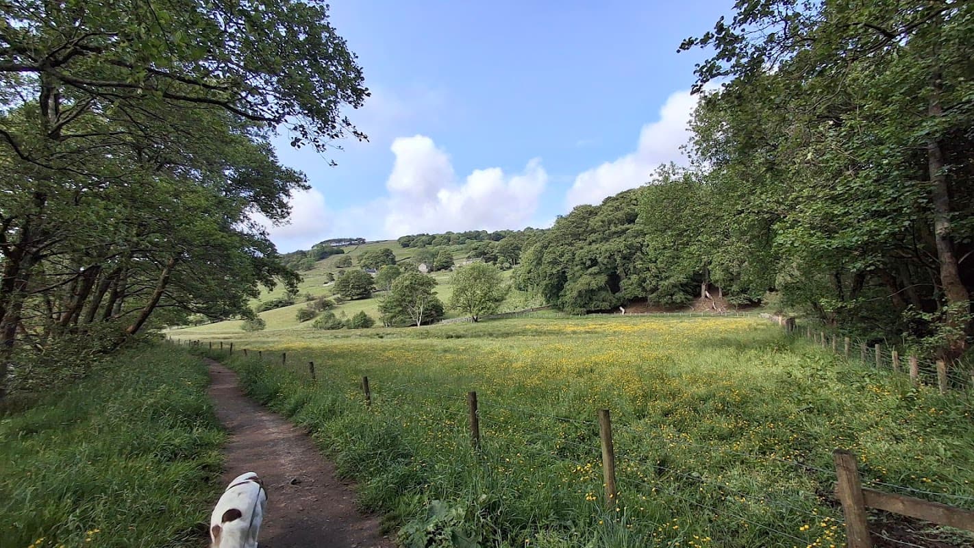 Scenic view of lush green hills and a path lined with trees, leading to a field of yellow flowers.