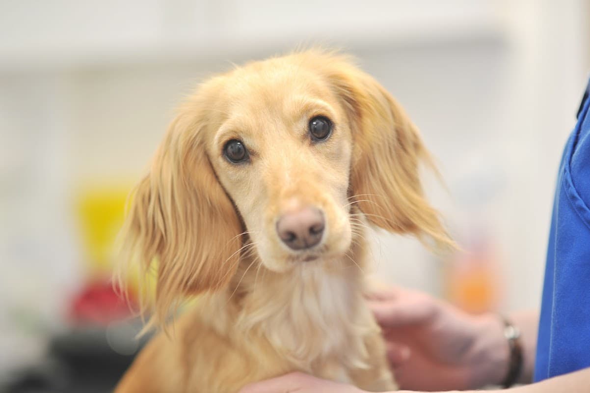 Shipley and Idle Veterinary Centres - Vets in bradford