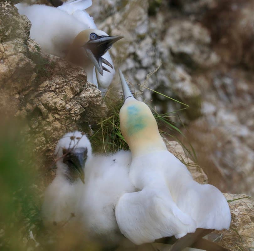 Gannets nesting on rocky cliffs, with chicks and adults interacting in a natural coastal habitat.
