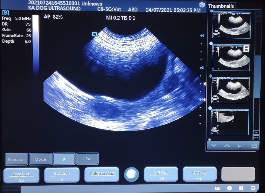 KA Dog Ultrasound Scanning Service - Vets in chapel allerton