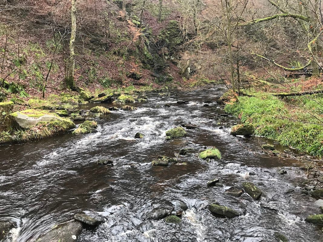 Flowing river surrounded by mossy rocks, trees, and lush greenery in a tranquil woodland setting.