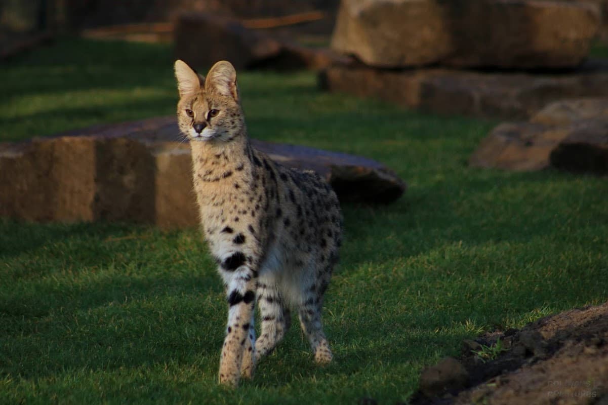 Ponderosa Zoo - Zoos in dewsbury
