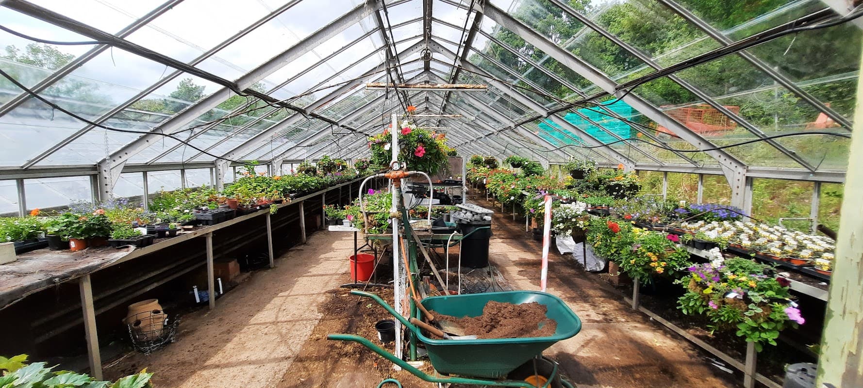 Greenhouse interior filled with various potted plants, hanging flowers, and gardening tools. Bright and spacious atmosphere.