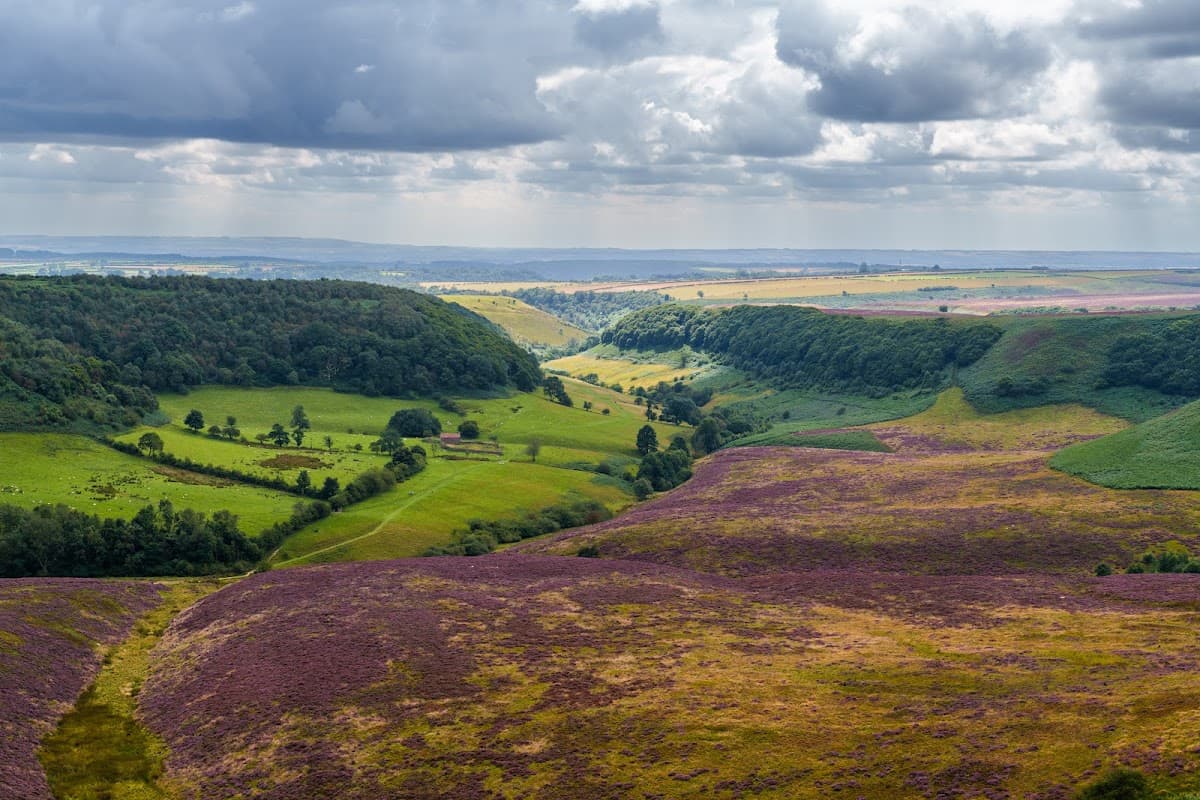 Vast green hills and valleys with patches of purple heather under a cloudy sky in Lockton, Yorkshire.