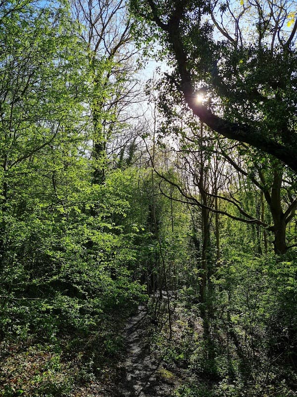 Bingham Park and Whiteley Woods - Park in nether edge