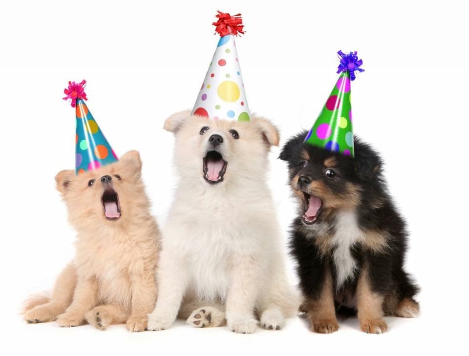 Vets for Pets - Selby - Vets in selby