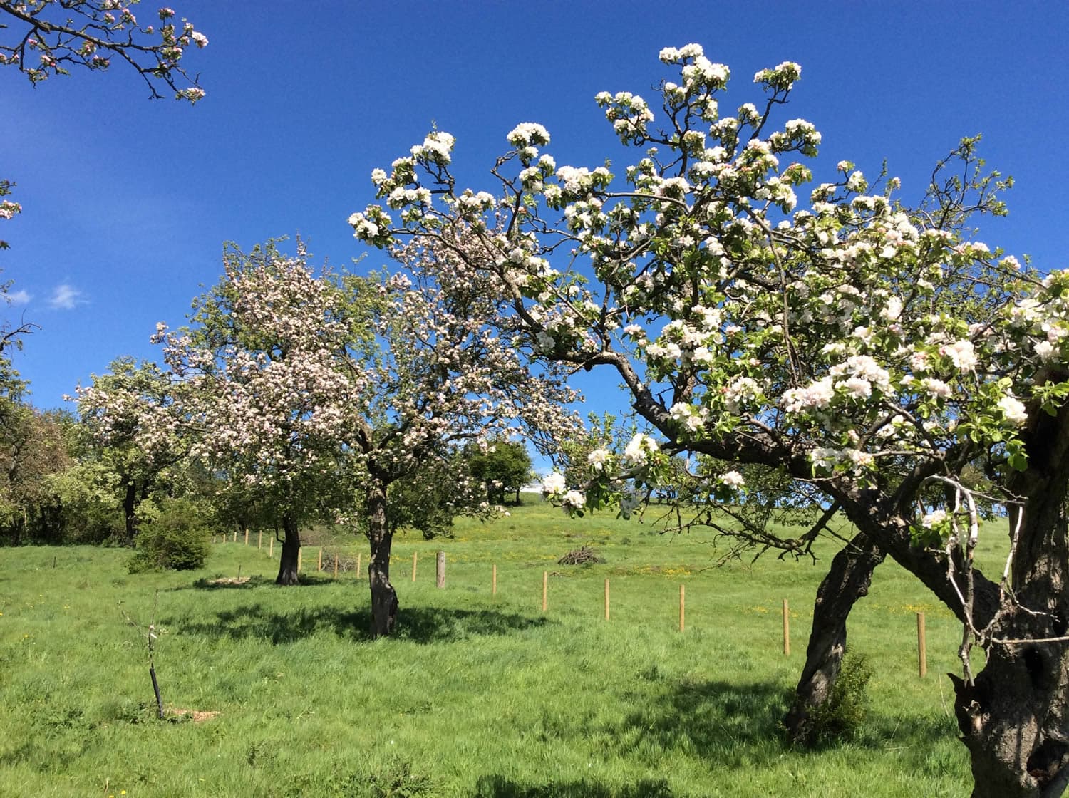 Tree Top Press Cider & Farm Shop - Farm Shop in hackness