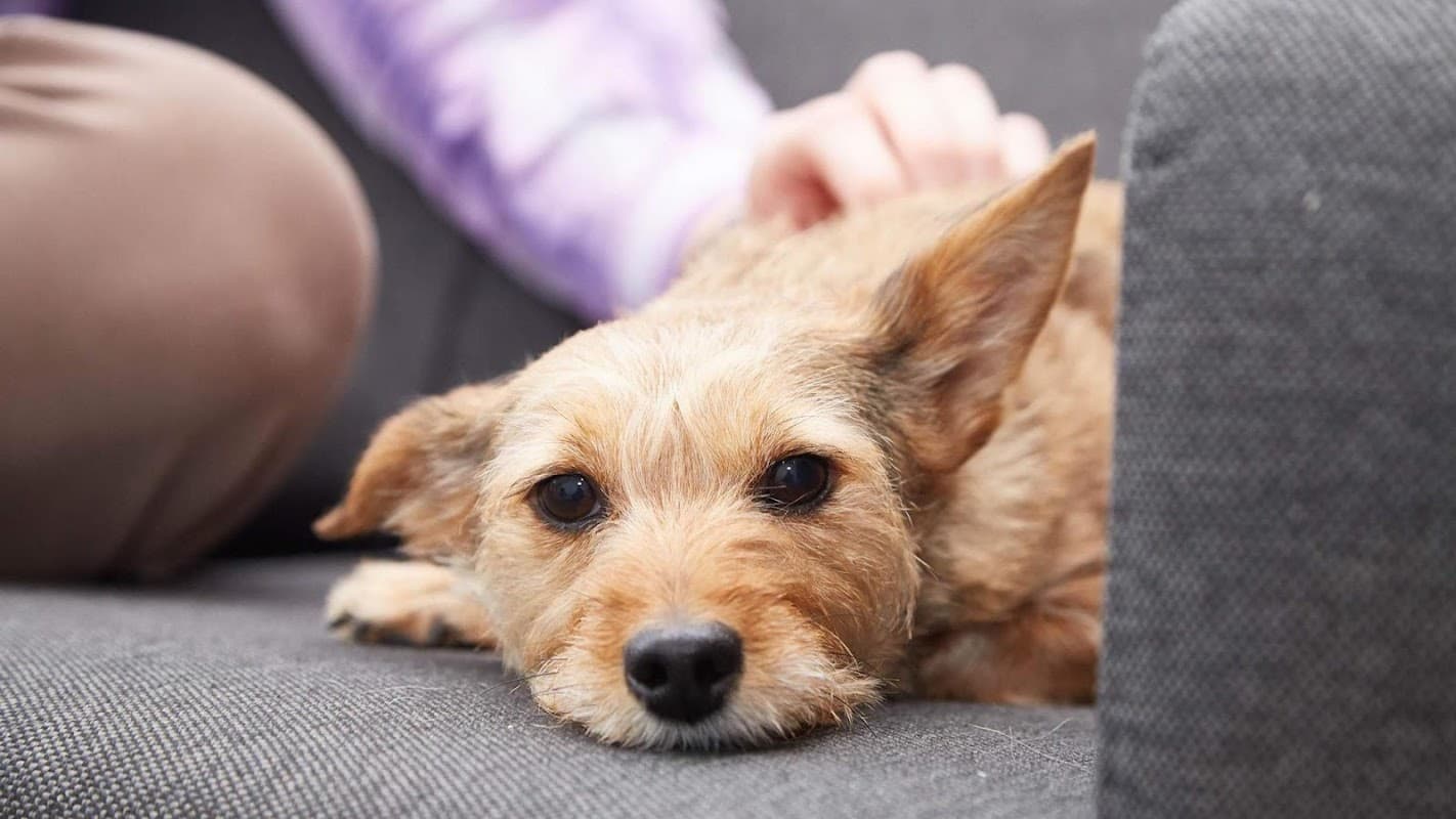 Ashfield Veterinary Group - Wakefield - Vets in wakefield
